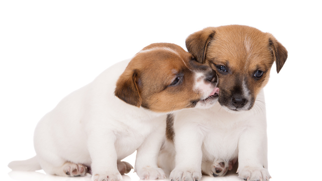 有一种出名的狗叫做舔狗，舔狗的由来，行为和医学原因