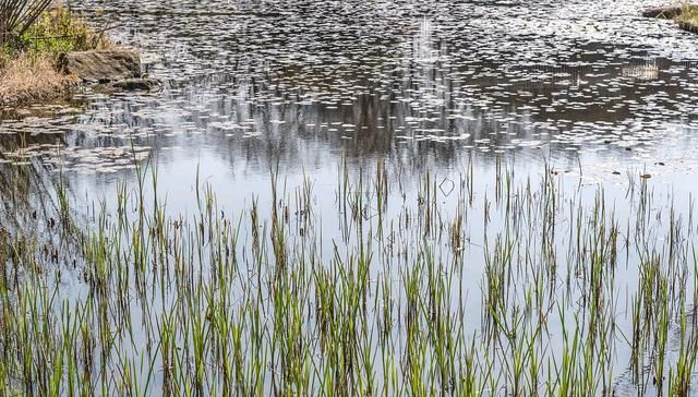 湿地是什么？为什么被称为“地球之肾”