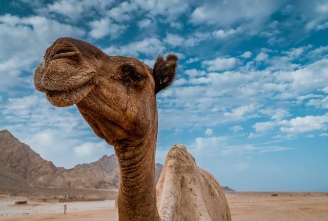 为什么骆驼可以嚼仙人掌？嘴不扎吗，肠道不会被刮伤吗？