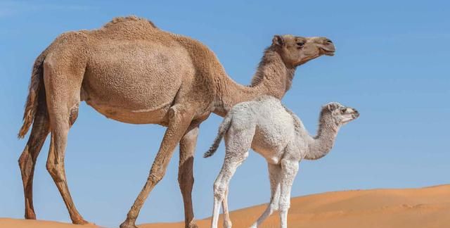 为什么骆驼可以嚼仙人掌？嘴不扎吗，肠道不会被刮伤吗？