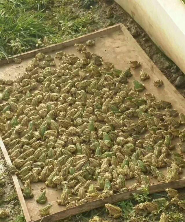 青蛙的养殖技术