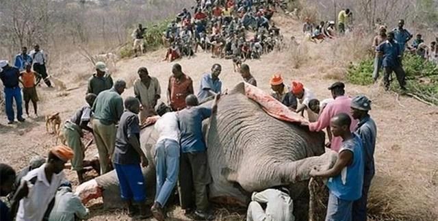 大象肉的产量是猪10倍，为什么不养大象来吃？难道象肉很难吃吗？