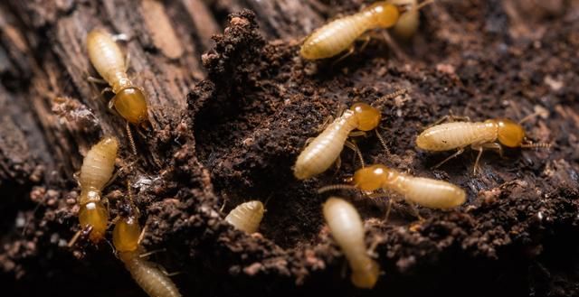 白蚁为什么能以木头为食？
