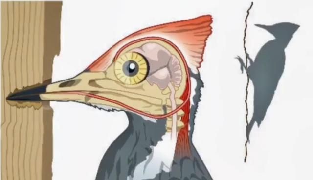 冷知识：揭密啄木鸟惊人的身体特征