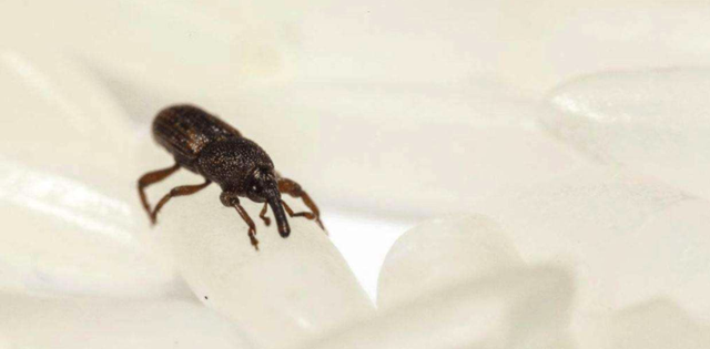 大米里凭空出现的甲虫，你吃的每碗饭都可能含有它们的虫卵
