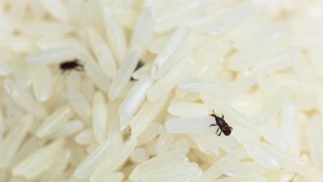 大米里凭空出现的甲虫，你吃的每碗饭都可能含有它们的虫卵