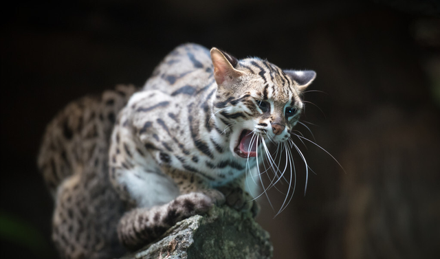 豹猫幼崽被人类养大，为啥还是有野性？专家：养不熟，受国家保护