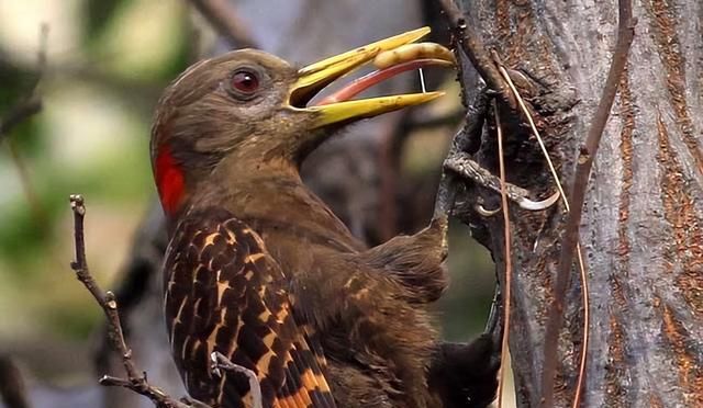 啄木鸟毁树、吃幼鸟，益鸟的口碑要被“反转”？