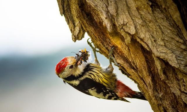 啄木鸟毁树、吃幼鸟，益鸟的口碑要被“反转”？