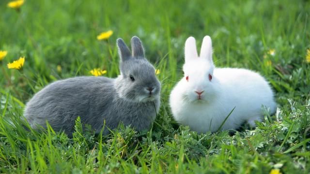 为什么兔子不吃窝边草？