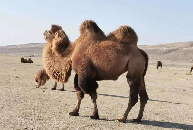 您了解骆驼吗？
