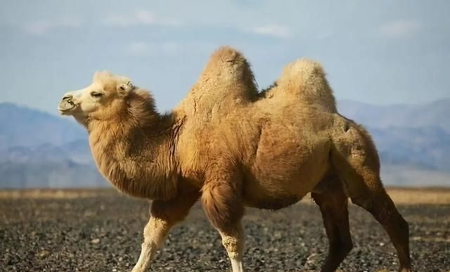 您了解骆驼吗？