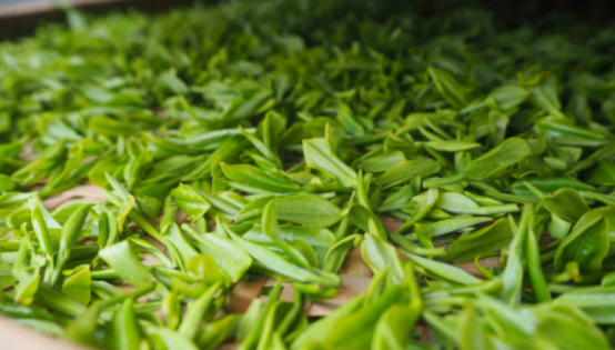 绿茶放了10年还能喝吗？绿茶的最佳饮用期，到底是多长时间？