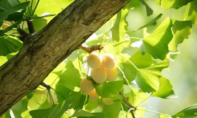 银杏树被称之为活化石，是因为这种树活的时间长吗？