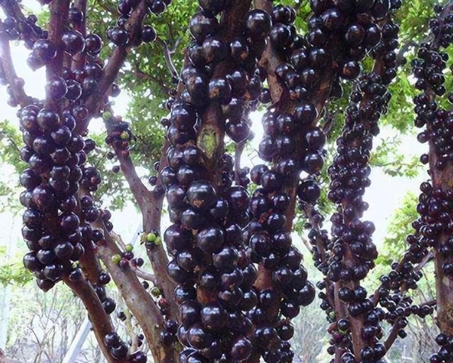 神奇的“树葡萄”，一种水果4种味道，1年多次开花结果，值得种吗