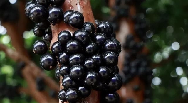 神奇的“树葡萄”，一种水果4种味道，1年多次开花结果，值得种吗