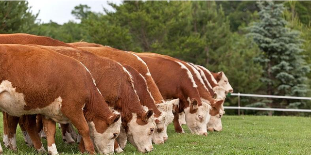 育肥牛快速育肥的饲料配方是什么？育肥牛喂什么饲料肥得快？