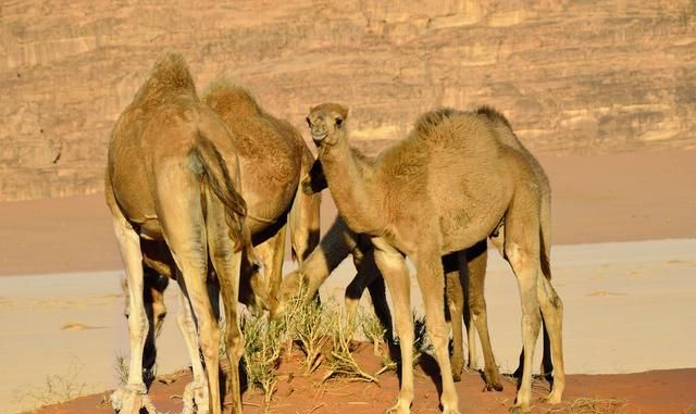 骆驼似乎没有听过，被食肉动物捕杀的消息，难道骆驼肉不好吃吗？