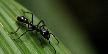 地球上有多少只蚂蚁？