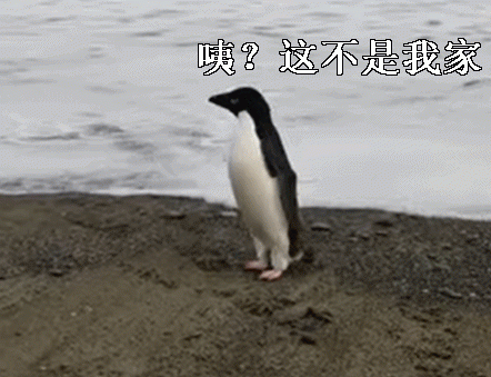 史上最倒霉企鹅？从南极一路游到新西兰：您的QQ真在异地登录了