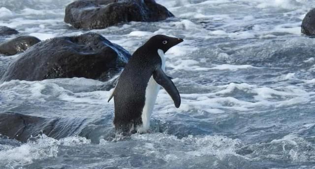 史上最倒霉企鹅？从南极一路游到新西兰：您的QQ真在异地登录了