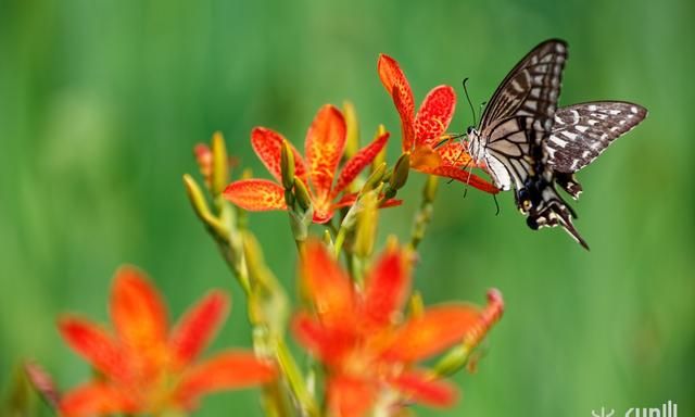 停留在花朵上的蝴蝶是在采花粉还是在吃花蜜？