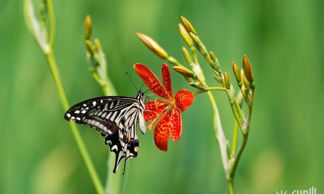 停留在花朵上的蝴蝶是在采花粉还是在吃花蜜？