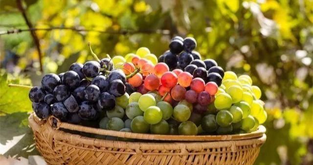 葡萄被誉为“美女的保护果”！常吃有哪些特殊的好处？