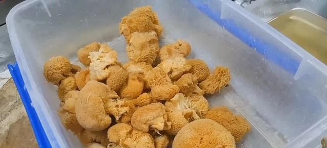 猴头菇的正确做法，葱香浓郁口味独特，营养美味养生保健