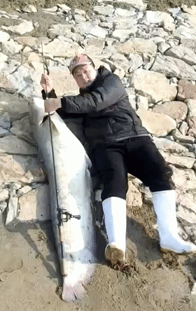 活了几十年？湖北钓鱼人钓起罕见巨鲶，体型堪比成年人