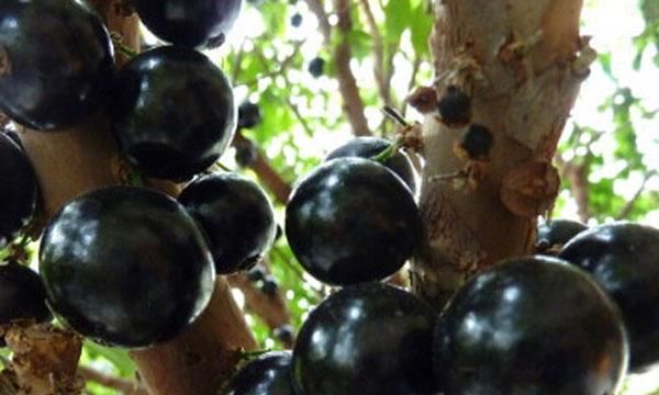 树葡萄多少钱一斤2018 树葡萄的功效与作用