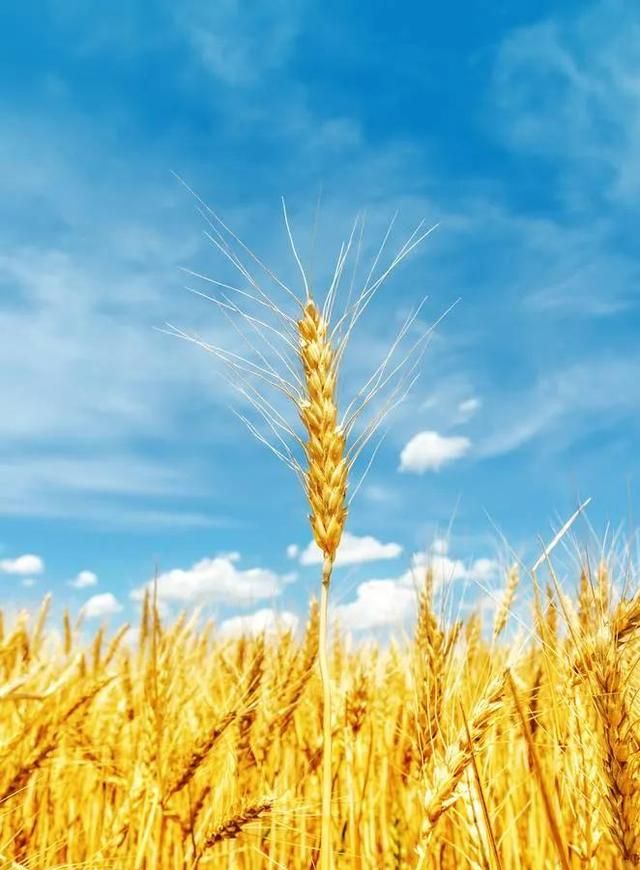 每日分享～大麦的营养价值与食用功效