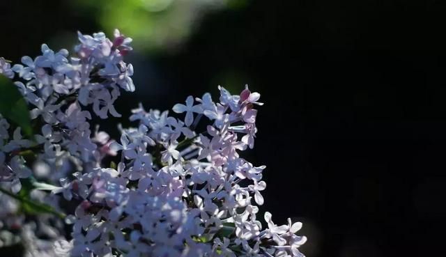 古代诗人常用“丁香结”来描述愁苦，指的是哪一种花？