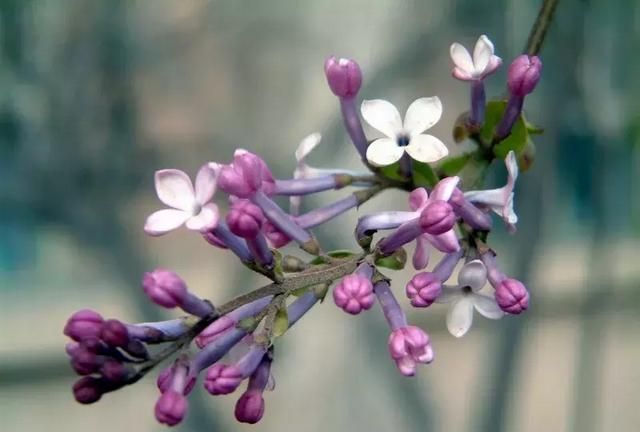 古代诗人常用“丁香结”来描述愁苦，指的是哪一种花？
