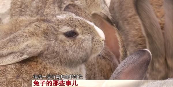 玉兔、兔儿爷、成语里的兔子……民俗文化里有这么多兔子！