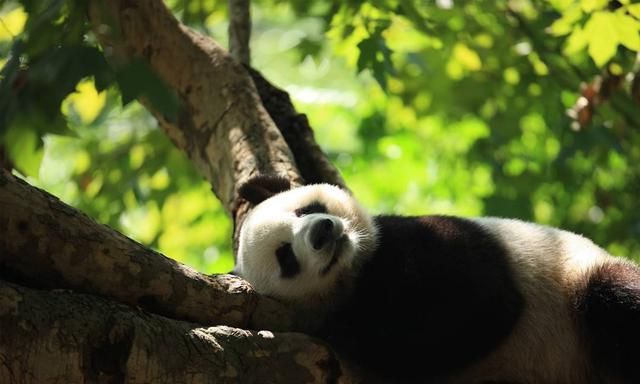 大熊猫为啥总爱“住”四川？一文读懂大熊猫分布区域的形成和变化