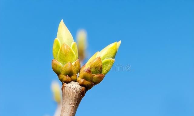汉字植物：“花”开绽放之后的样子——“花”模样的汉字描述
