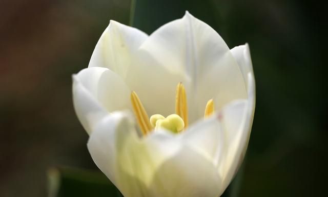 汉字植物：“花”开绽放之后的样子——“花”模样的汉字描述