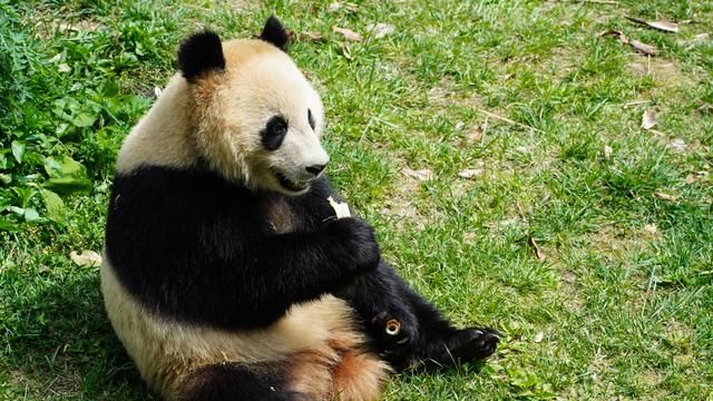 中国两只大熊猫抵达卡塔尔，系首次旅居中东地区