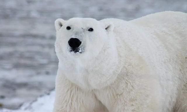 饭都不够吃了，北极熊为什么还不去南极？
