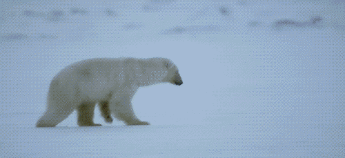 饭都不够吃了，北极熊为什么还不去南极？