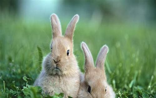 养兔新手必看：兔子拉肚子怎么办？处理兔子拉稀的三大措施