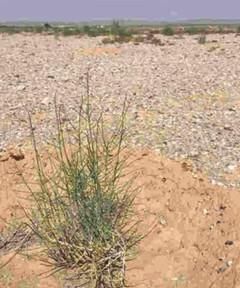梭梭树为什么种在沙漠里图1