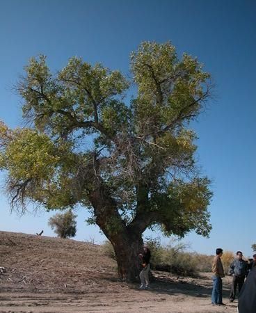 梭梭树为什么种在沙漠里图2