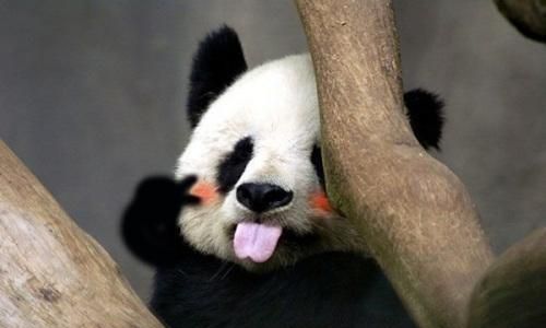 为什么大熊猫会变成国宝图1
