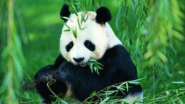 为什么大熊猫会变成国宝图4