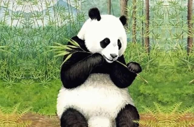 为什么大熊猫会变成国宝图6