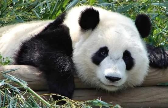为什么大熊猫会变成国宝图7