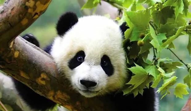 为什么大熊猫会变成国宝图8
