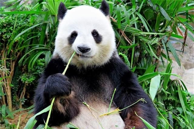 为什么大熊猫会变成国宝图9